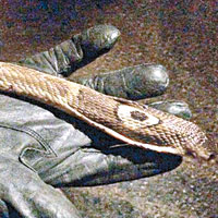 寵物毒蛇咬手腕 德州少年疑自殺