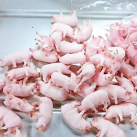 模型豬料理嚇窒食客