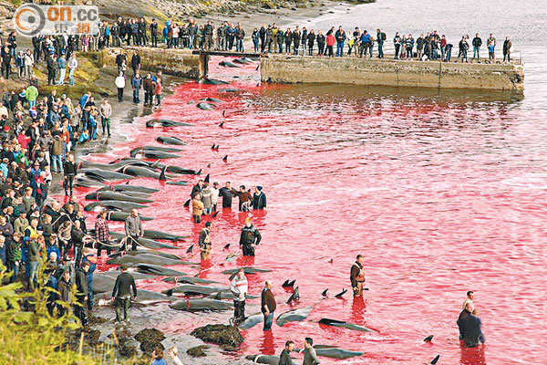 丹麥殺鯨血染海灣