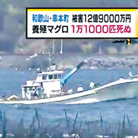 強颱襲日嚇死1.1萬藍鰭吞拿
