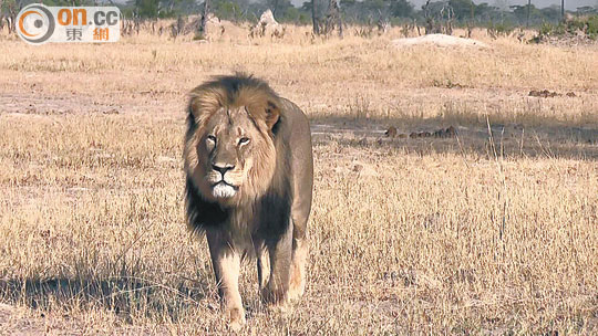 非洲獅子王遭斬首 美牙醫獵人惹公憤