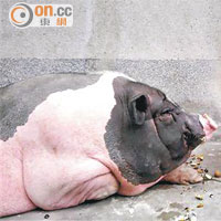 寵物小香豬 變百公斤巨獸