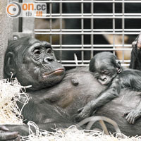 組織為兩黑猩猩爭取人權敗訴