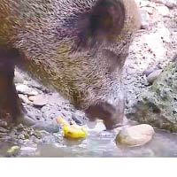 動物視界：野豬愛乾淨　水果洗完先食