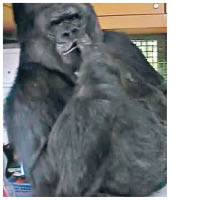 動物視界：超強猩猩  或會講人話