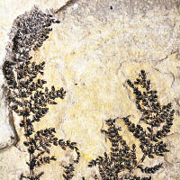 1.3億年史上首朵花曾被腕龍禽龍嘗過