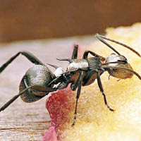 動物視界：病蟻以毒攻毒能自療