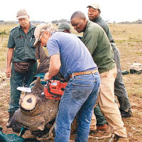 南非鋸角護犀牛