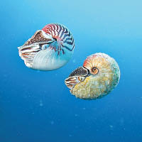 稀有異鸚鵡螺