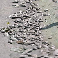 奧運公園湖泊現一噸死魚