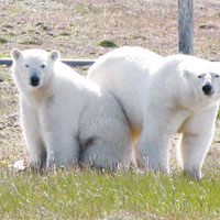 北極餓熊　圍困科研隊