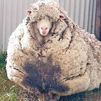 澳洲超多毛綿羊剪出40公斤