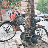 鐵鏈鎖六年  單車與樹融合