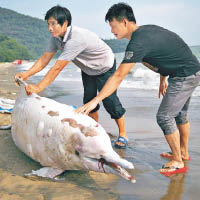白海豚深圳擱淺亡