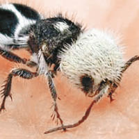 可愛熊貓蟻  原來係黃蜂