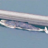 福岡16米鯨屍任浮曬　體內腐氣隨時會爆炸