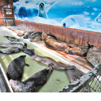 杭州海洋公園涉虐斑海豹