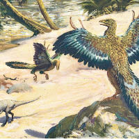 翅膀化石  證始祖鳥飛得遠