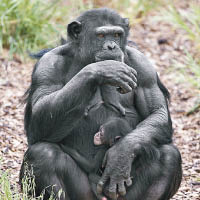 動物園猩B喪母  獲另一猩媽收養