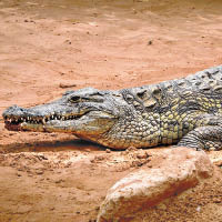 動物視界：鱷魚睡覺隻眼開隻眼閉