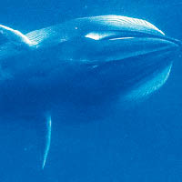 神秘角島鯨現馬達加斯加
