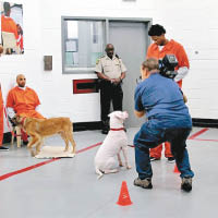 訓練棄養狗  囚犯改人生觀