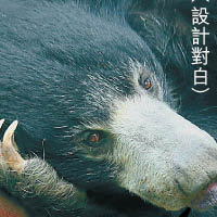 動物視界：懶熊扮可憐  氹人餵食物