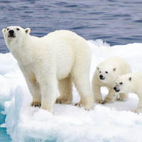 天氣暖化  北極熊料勁跌三成
