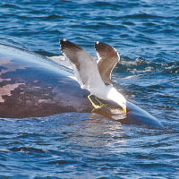 南露脊鯨死亡率高  疑海鷗群啄背噬脂