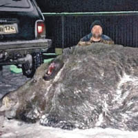 俄羅斯：商人獵殺500公斤野豬被轟