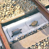 日鐵路設槽救龜