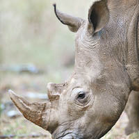 南非撤禁  准賣瀕危犀牛角