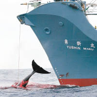 日本：日擬不理禁令  南冰洋復捕鯨