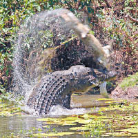 動物視界：大鱷揈小鱷上水吞落肚