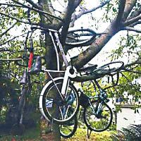 單車掛樹上懲違泊
