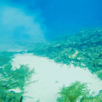 郵輪下錨  毁開曼群島珊瑚礁