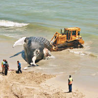 座頭鯨伏屍南非沙灘