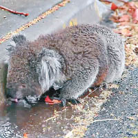 澳洲：難抵酷熱樹熊喝渠水解渴