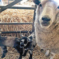 童貞羊離奇誕雙胞胎