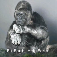 識手語猩猩  促人類救地球