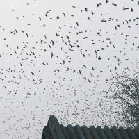 濟南趵突泉奇景  萬鳥飛舞蔽天