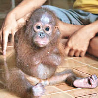 印尼紅毛猩猩孤兒　想念亡母自我環抱