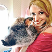 寵物豬陪搭飛機　紓主人焦慮症