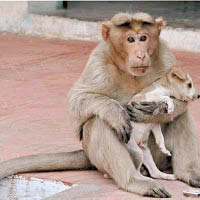 猴子收養小狗  呵護備至