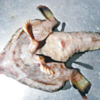 加勒比海怪魚  擁人鼻兩腳
