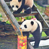 川保育員留守基地　陪熊貓B過年