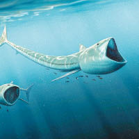白堊紀大嘴巨魚  疑鯨鯊近親