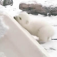北極熊寶寶賣萌