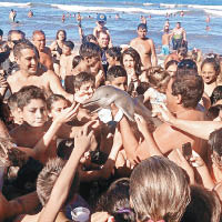 阿根廷泳客玩死河豚