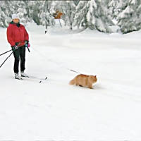 挪威雪橇貓  拉主人滑雪